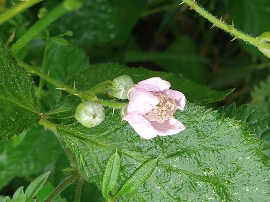 photo of Elm Leaved Bramble