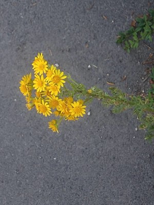photo of Ragwort