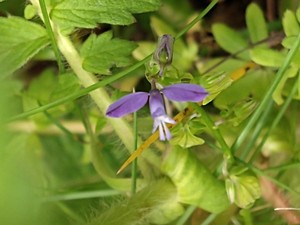photo of Common Milkwort