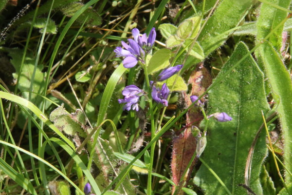 photo of Common Milkwort