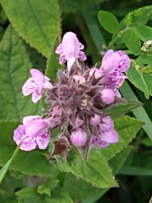 photo of Marsh Woundwort