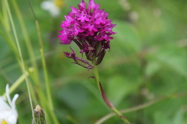photo of Pyramidal Orchid