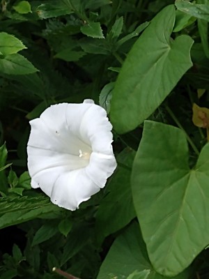 photo of Hedge Bindweed