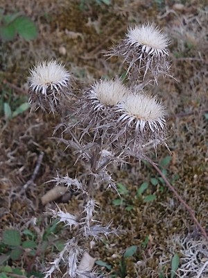 photo of Carline Thistle