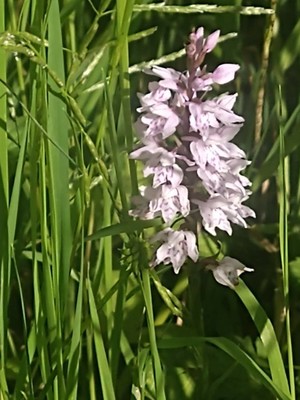 photo of Common Spotted Orchid