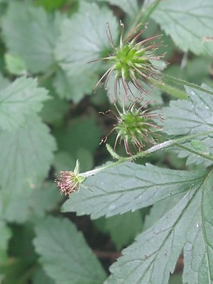 photo of Wood Avens