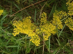 photo of Lady's Bedstraw