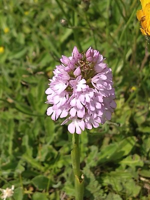 photo of Pyramidal Orchid