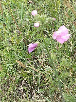 photo of Greater Musk Mallow