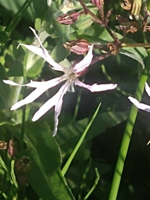 photo of Ragged Robin