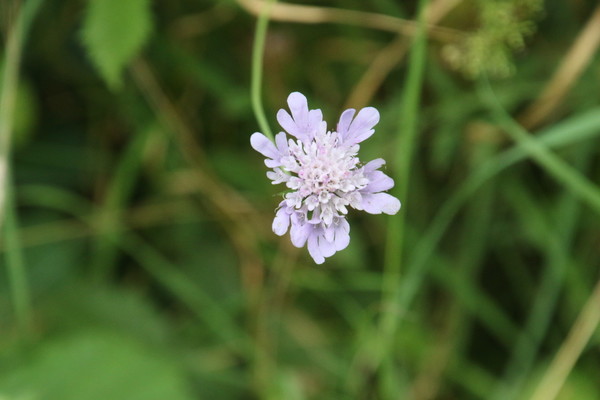 photo of Small Scabious