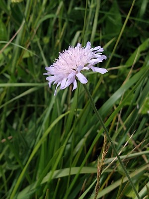 photo of Field Scabious