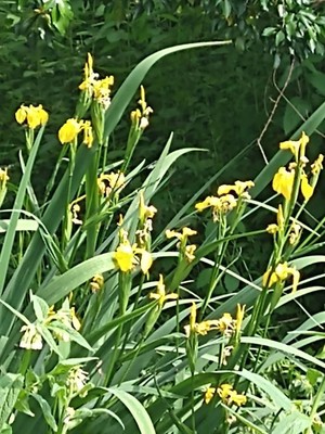 photo of Yellow Iris