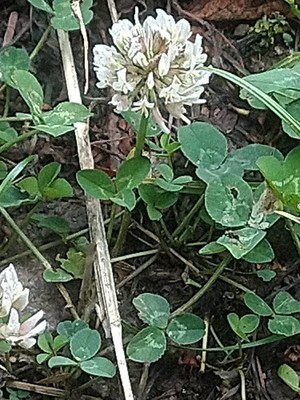 photo of White Clover
