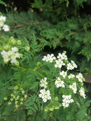 photo of Hemlock