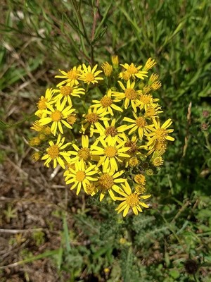 photo of Ragwort