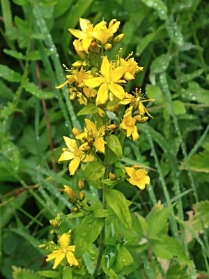 photo of Hairy St John's Wort