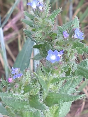 photo of Bugloss