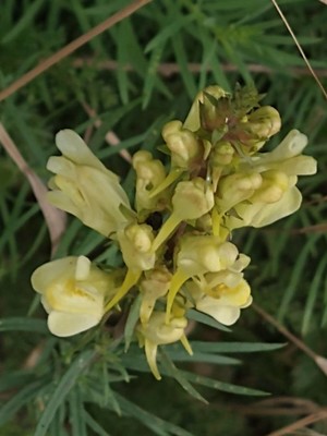 photo of Common Toadflax