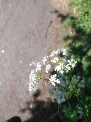 photo of Cow Parsley