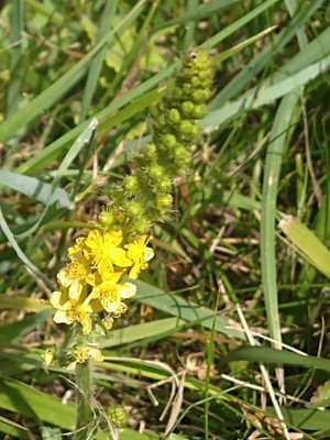 photo of Agrimony