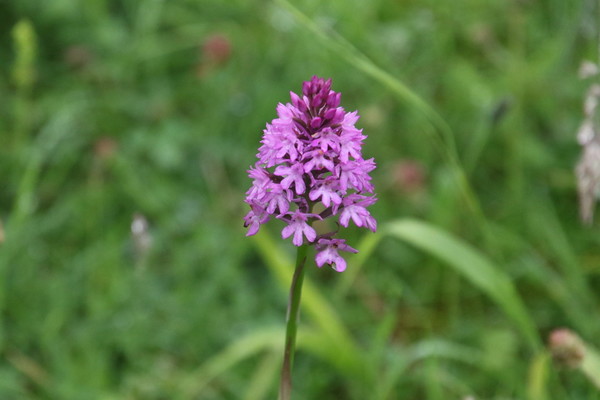 photo of Pyramidal Orchid
