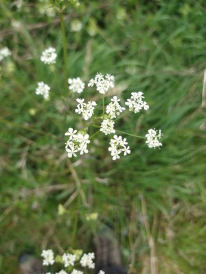 photo of Cow Parsley