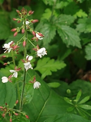 photo of Enchanter's Nightshade