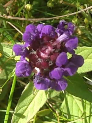 photo of Selfheal