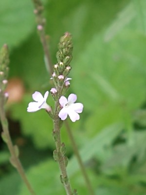 photo of Vervain