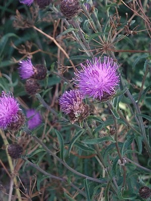 photo of Common Knapweed