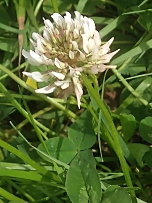 photo of White Clover