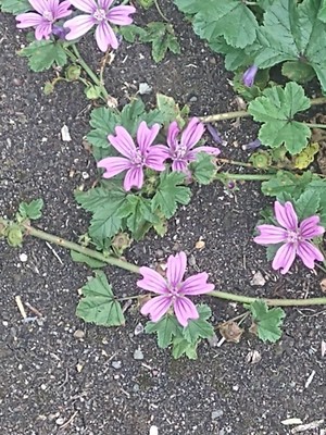 photo of Common Mallow