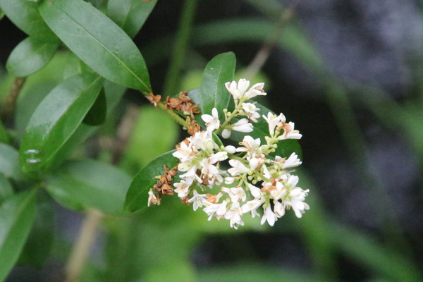 photo of Wild Privet
