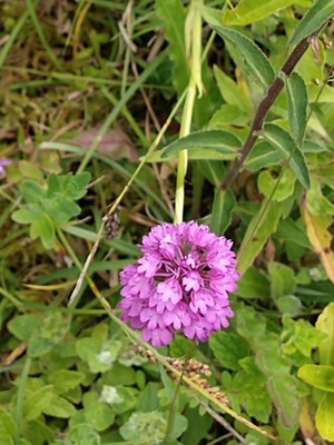 photo of Pyramidal Orchid