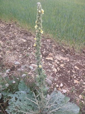 photo of Great Mullein