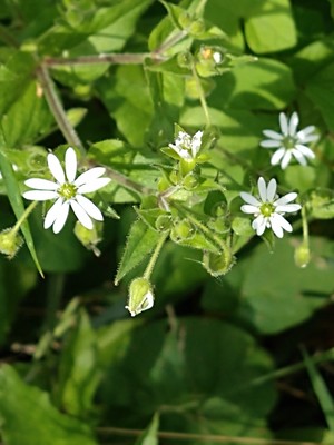 photo of Water Chickweed