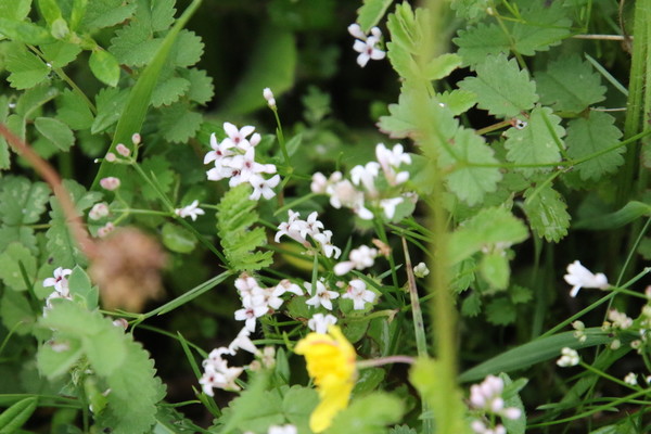 photo of Sqinancywort