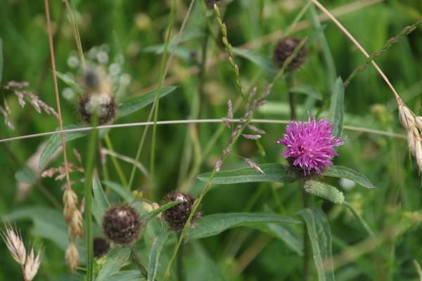 photo of Common Knapweed