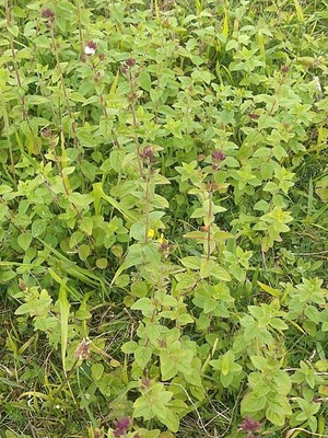 photo of Wild Marjoram