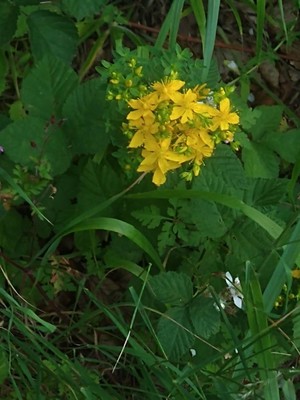 photo of Perforate St. John's Wort
