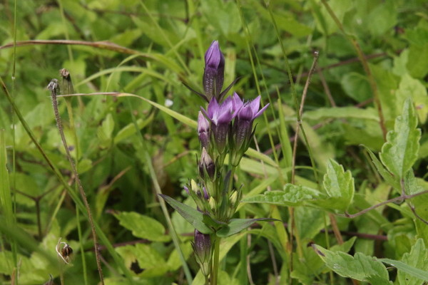 photo of Chiltern Gentian