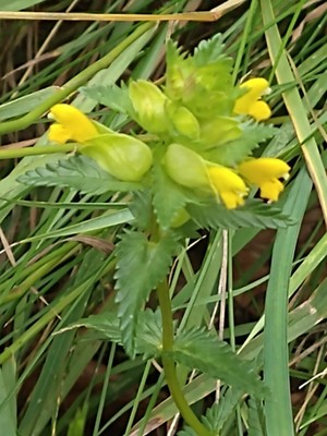 photo of Yellow Rattle