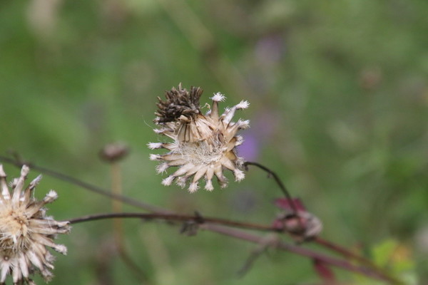 photo of Greater Knapweed