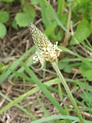 photo of Ribwort Plantain