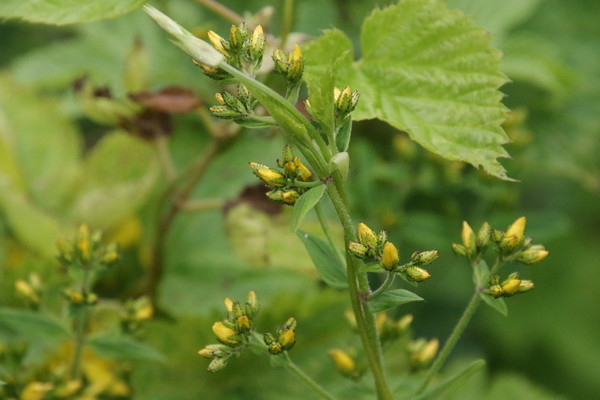photo of Hairy St John's Wort