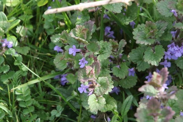 photo of Ground Ivy