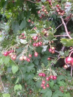 photo of Hawthorn