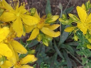photo of Perforate St. John's Wort