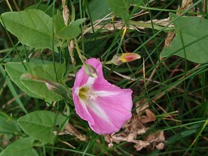 photo of Field Bindweed